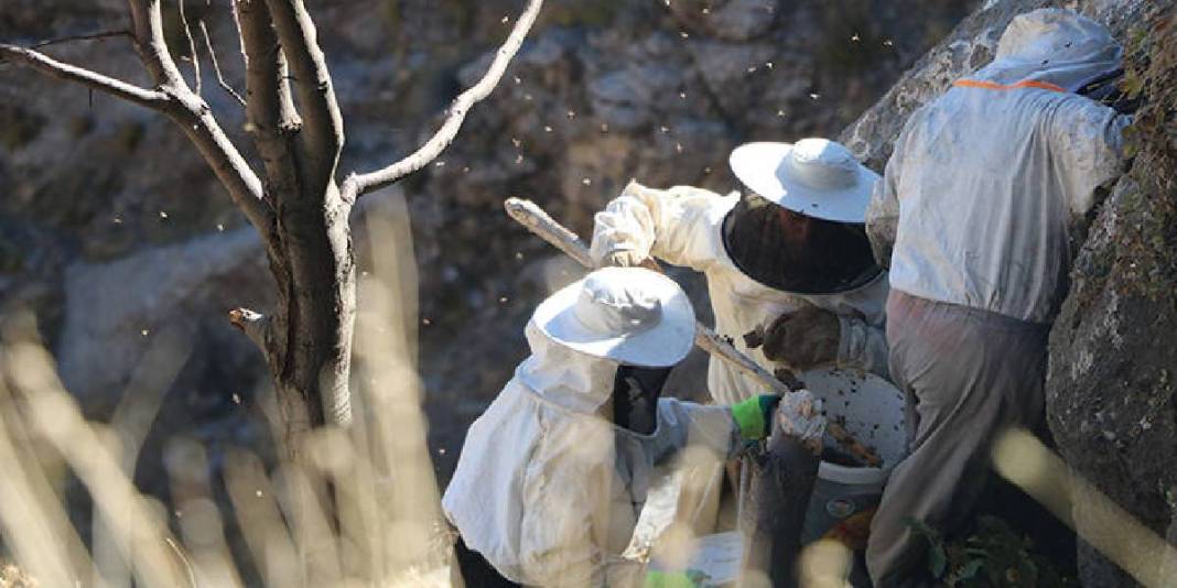 Terör onları köylerinden ayırdı yıllar sonra dönüş başladı! Kilometreler süren yoldan gelen kazanç: Kilosu 7.000 TL! 1